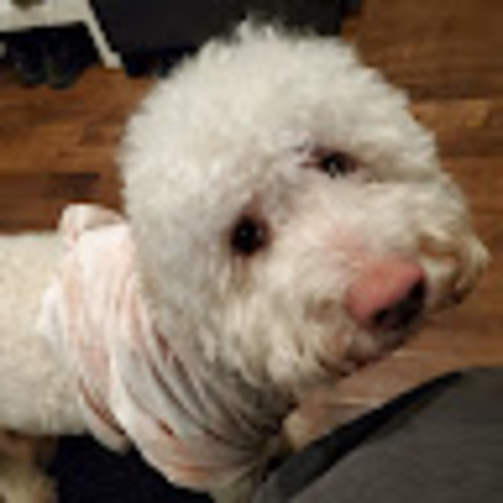 Meet your Posher, Ava